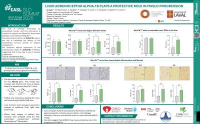 Liver adrenoceptor alpha-1b plays a protective role in MASLD progression
